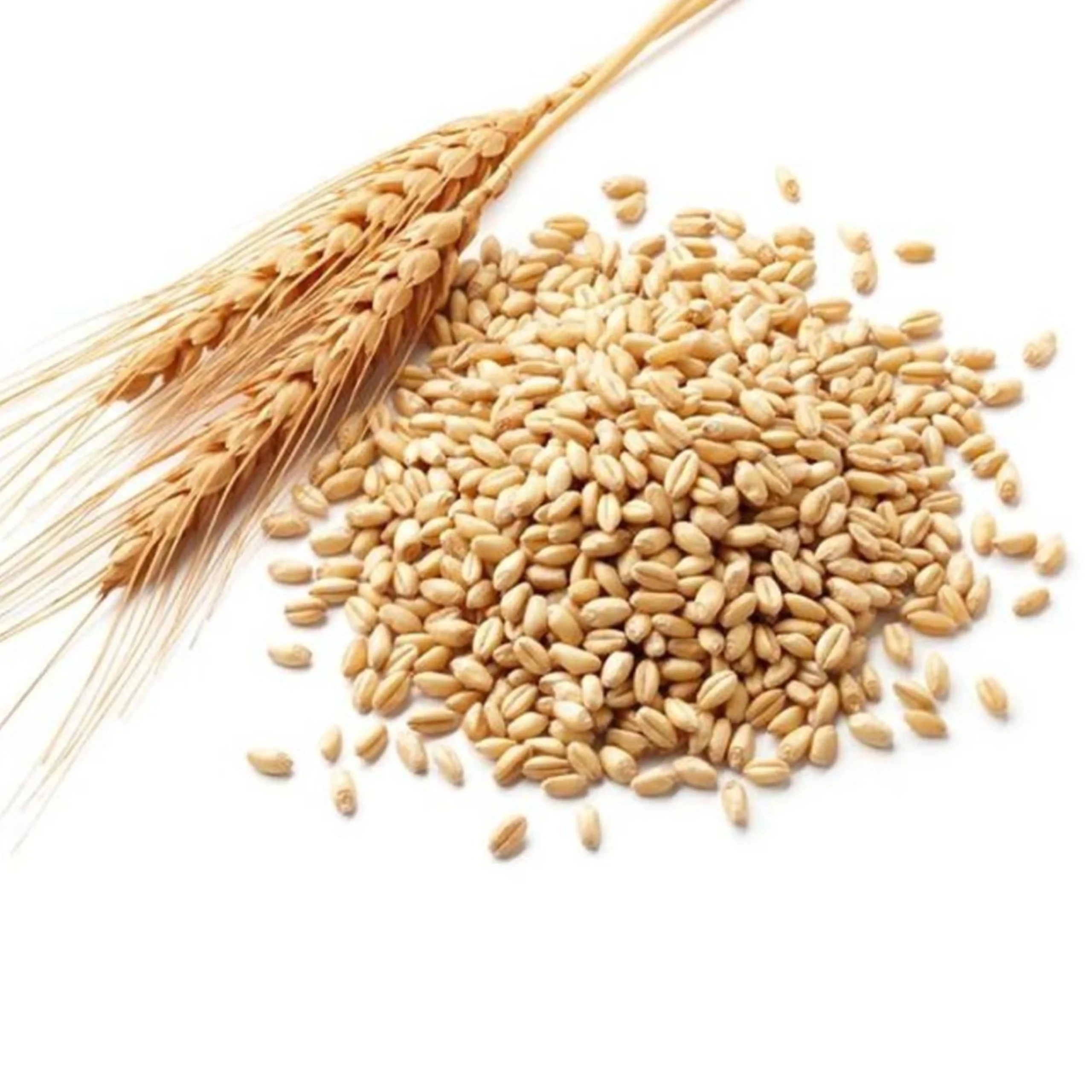MALT BARLEY
