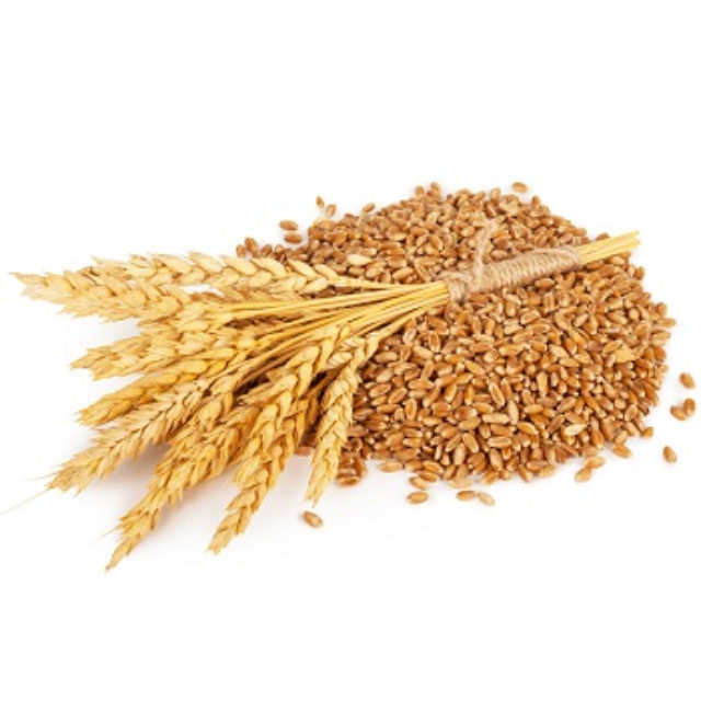 WHEAT GRAINS