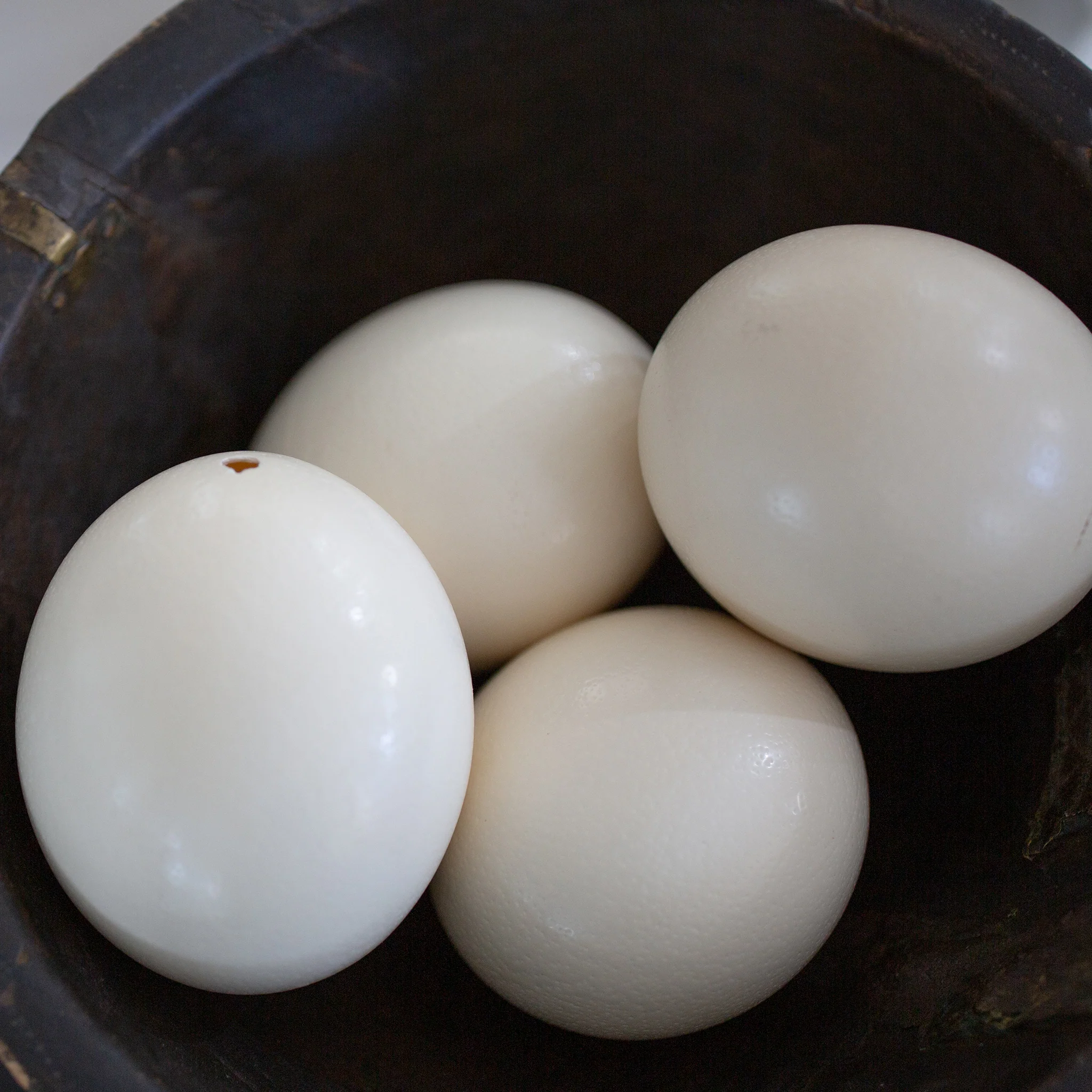 OSTRICH CHICKS AND FERTILE OSTRICH EGGS